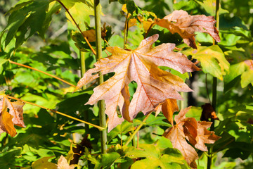 Close up View of Colorful Fall Leaves
