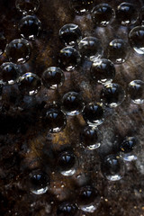 Balls of hydrogel over black metal background.