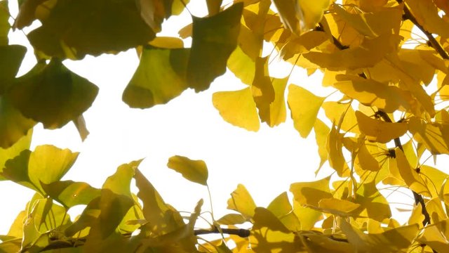 Abstract background of yellow ginko leaves in a wind