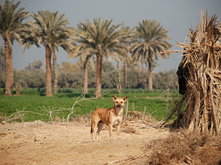 A dog on the background of palms and reed huts. Egypt, agriculture, protection, security