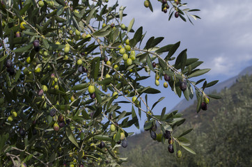 Olives on the plant