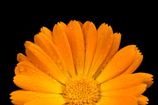 Calendula flower isolated