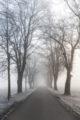 foggy parkway