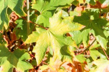 Close up View of Fall Colorful Leaves