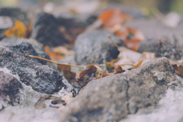 golden autumn leaves on rocks
