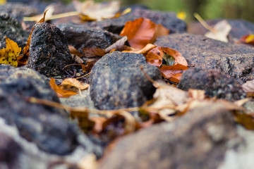 golden autumn leaves on rocks