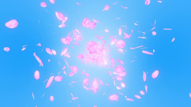 桜 花びら 舞う 満開 ループ 青背景