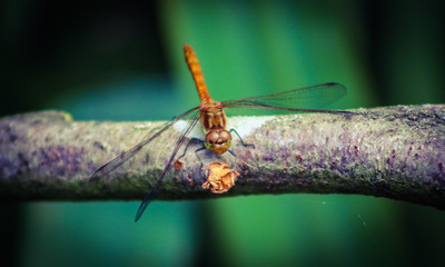 dragonfly 12