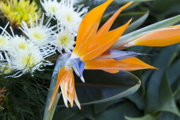 Fototapeta na wymiar Colorful flowers in the garden of Aveiro.