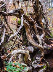 wooden roots on a windthrow
