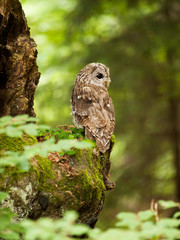 Strix aluco - Young bird of brown owl in forest