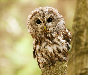 Brown owl looking behind from the tree - Strix aluco