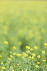 mustard seed flower field and blue sky in dutch polder flevoland