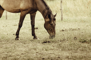 Brown wild horse on meadow idyllic field