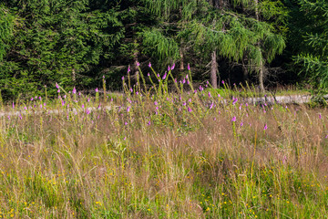 Digitalis purpurea