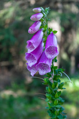 Digitalis purpurea