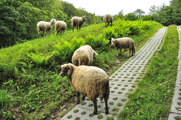 Grupa owiec przy drodze