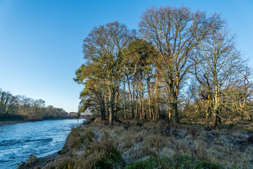 Beech and pine trees beside the River Dee.