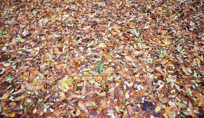 autumn leaves background