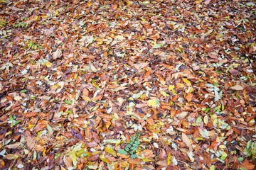 autumn leaves background