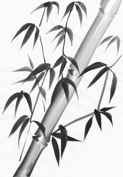 Watercolor painting of bamboo leaves with a slanted stem. Black gouache on white paper study.