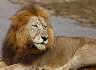 Male Lion Majesty