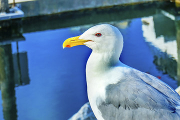 Common Seagull Granville Island Vancouver British Columbia Canada