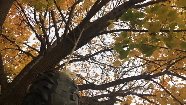 Under a tire swing attached to a beautiful fall tree with brilliant colored leaves above.  