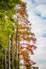 Cyprès Chauves au bord du lac du Parc de la Tête d'Or en automne à Lyon