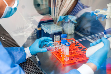 Young scientist working in a safety laminar air flow cabinet at laboratory