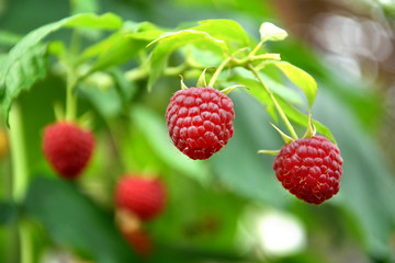 close-up of ripe raspberry in the garden