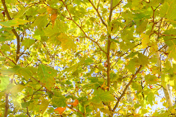 Close up View of Fall Colorful Leaves