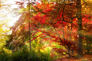 Mysterious autumn forest background with fir tree and sun rays