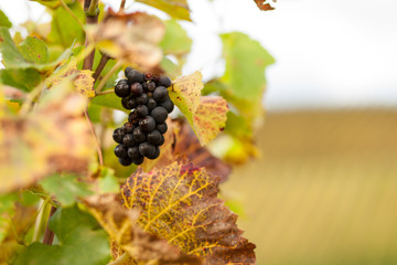 Überreife Weintrauben am Stock