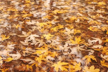 Maple leaves in water