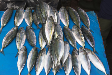 Fish at market in Sulawesi