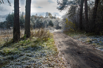 The first snow in the forest. October. European part of Russia.