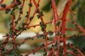 Chamaedorea Klotzschiana branches