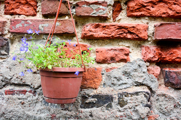 Fototapeta na wymiar Flowers in pot against aged brick wall