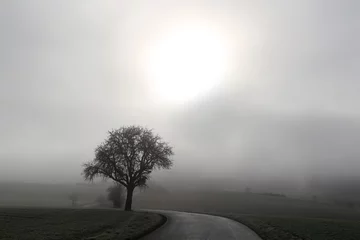 Papier Peint photo Lavable Campagne Tree in fog in green field