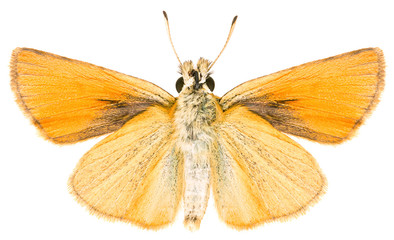 Close-up of the Thymelicus lineola beautiful butterfly isolated on white background. Ventral view...