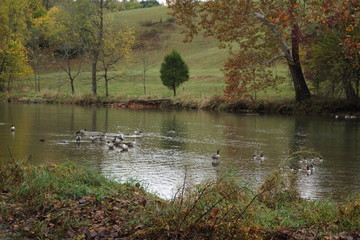 Ducks on the river