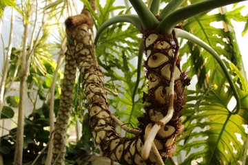 Philodendron bipinnatifidum
