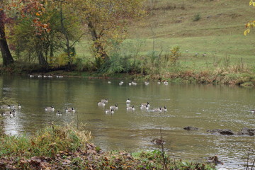 Canadian Geese on river