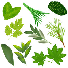 The green foliage. Leaves of different plants. Green leaf isolated on white background. Vector illustration.