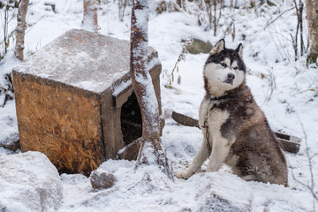 Siberian Husky Dog and Home