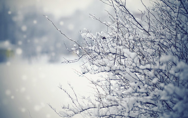  Snow-covered branches of bushes in cloudy snow weather.