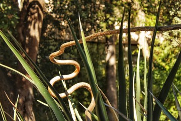 Green vegetation in the garden