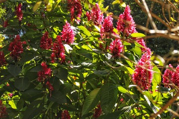 Hosta plant in the garden