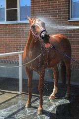 Chestnut horse is standing with lolled out a tongue and have been watered from a hose